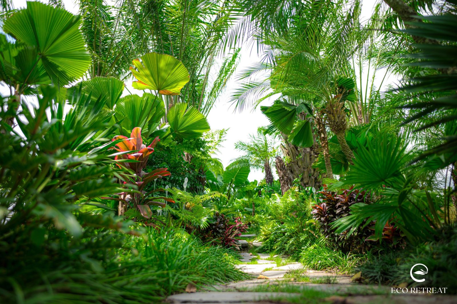 Eco Retreat: Rừng trị liệu mang đến cuộc sống xanh và an yên